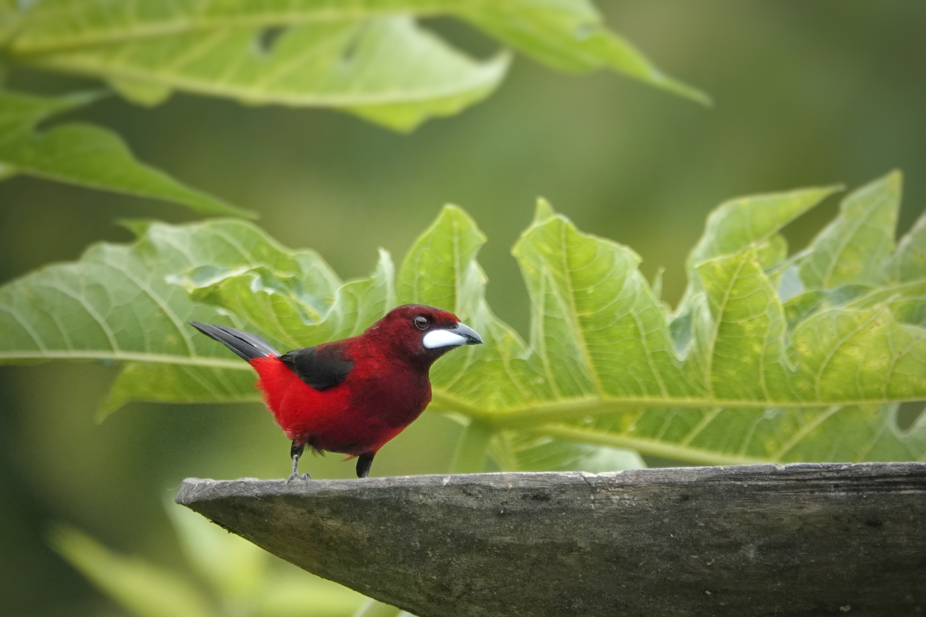 Oiseau rouge